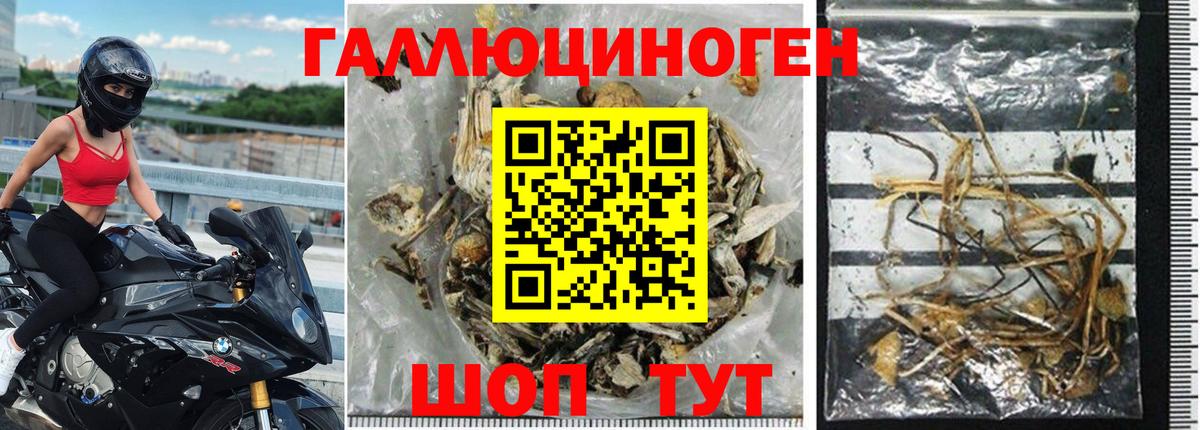 Псилоцибиновые грибы Cubensis Верхняя Пышма